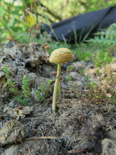 Protostropharia semiglobata — (c) Alan Rockefeller, some rights reserved (CC BY)