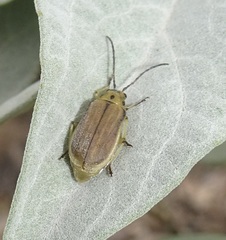 Trirhabda geminata