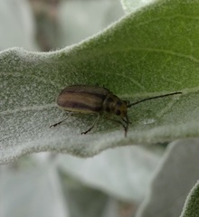 Trirhabda geminata