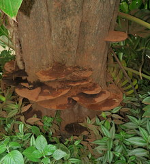 Ganoderma oerstedii