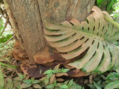Ganoderma oerstedii