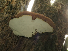 Ganoderma oerstedii
