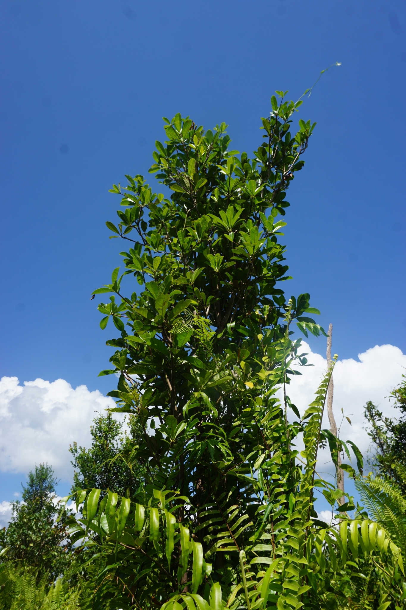 Sterculia rhoidifolia Stapf ex Ridl.