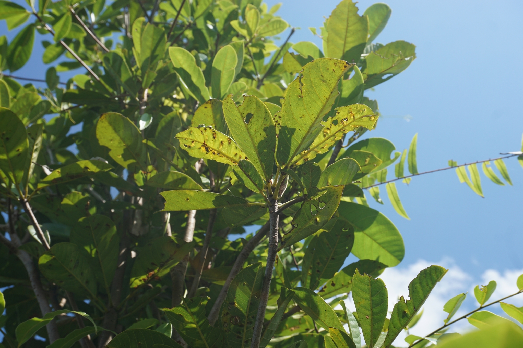 Sterculia rhoidifolia Stapf ex Ridl. 2