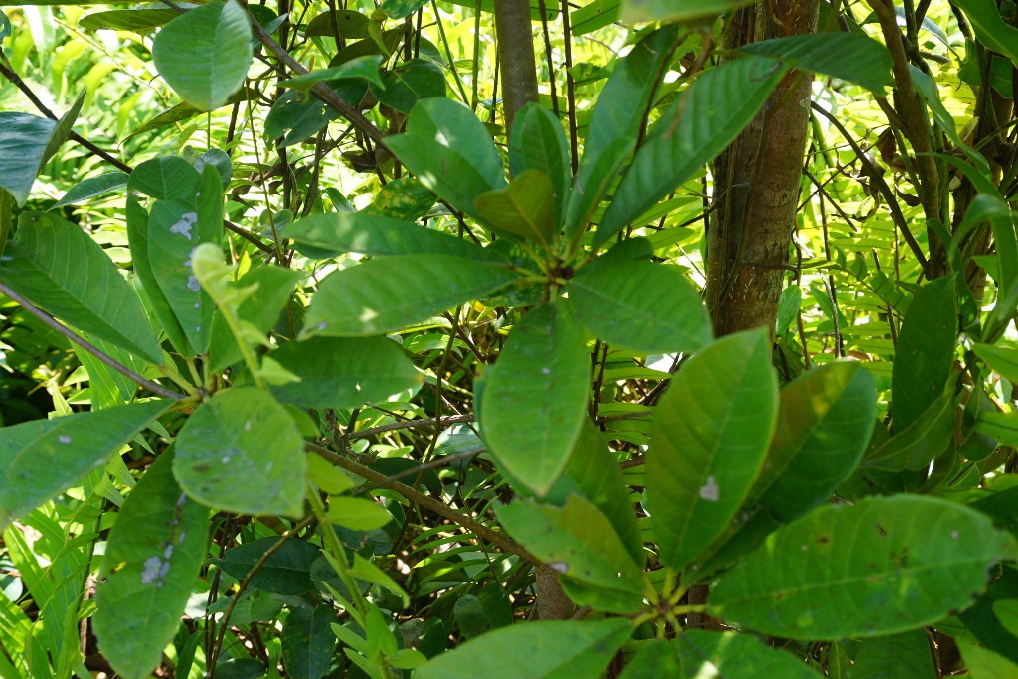 Sterculia rhoidifolia Stapf ex Ridl. 3