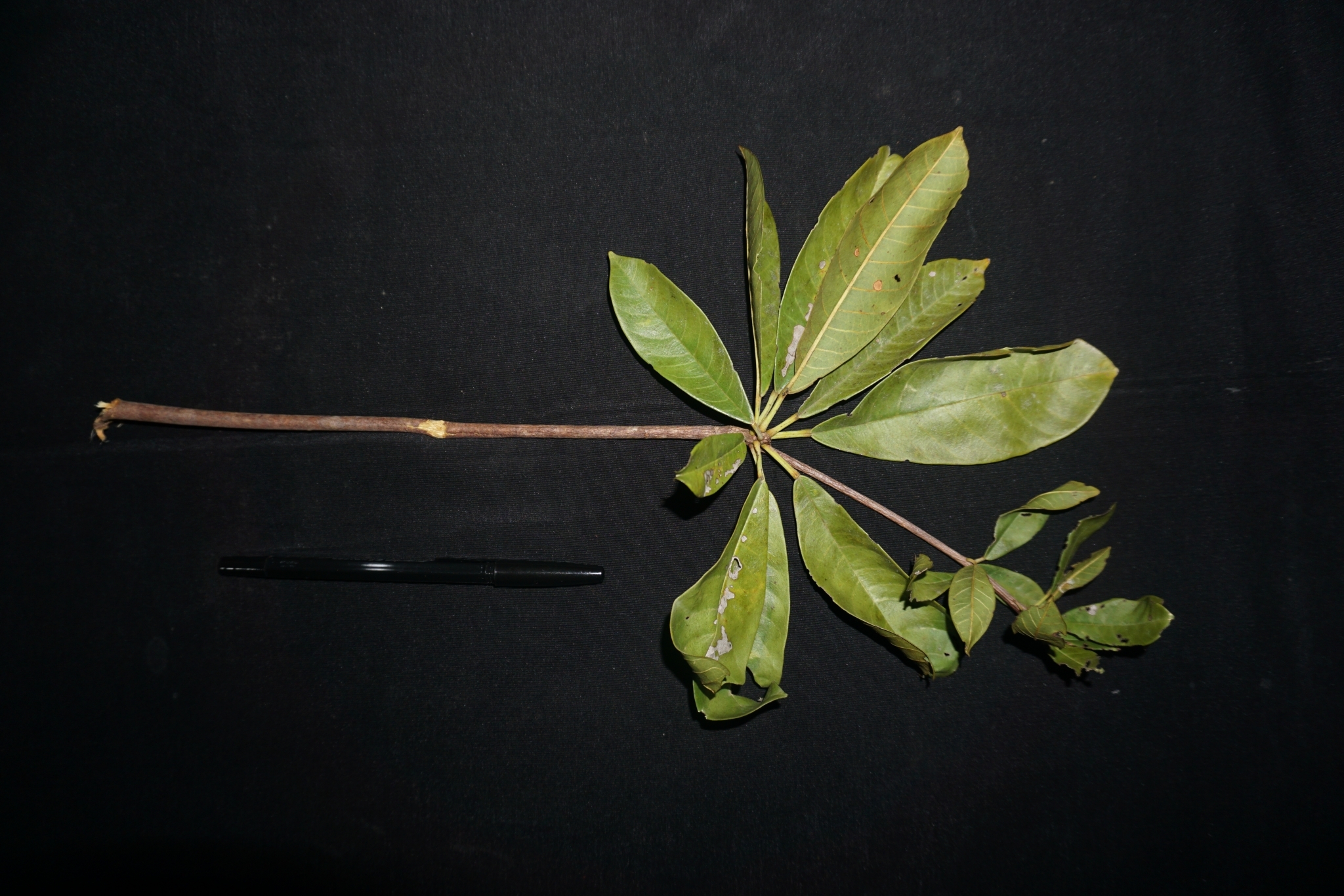 Sterculia rhoidifolia Stapf ex Ridl. 4