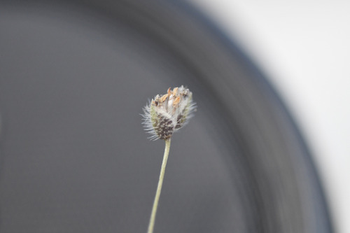 hairy centrolepis