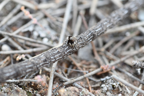 Bat-like Peacock Spider
