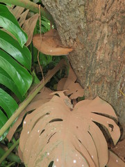 Ganoderma oerstedii