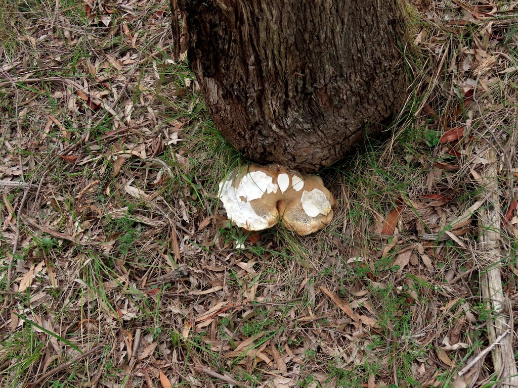 Laetiporus portentosus · October 2025 · photo: © cygnet (iNaturalist, cc-by)
