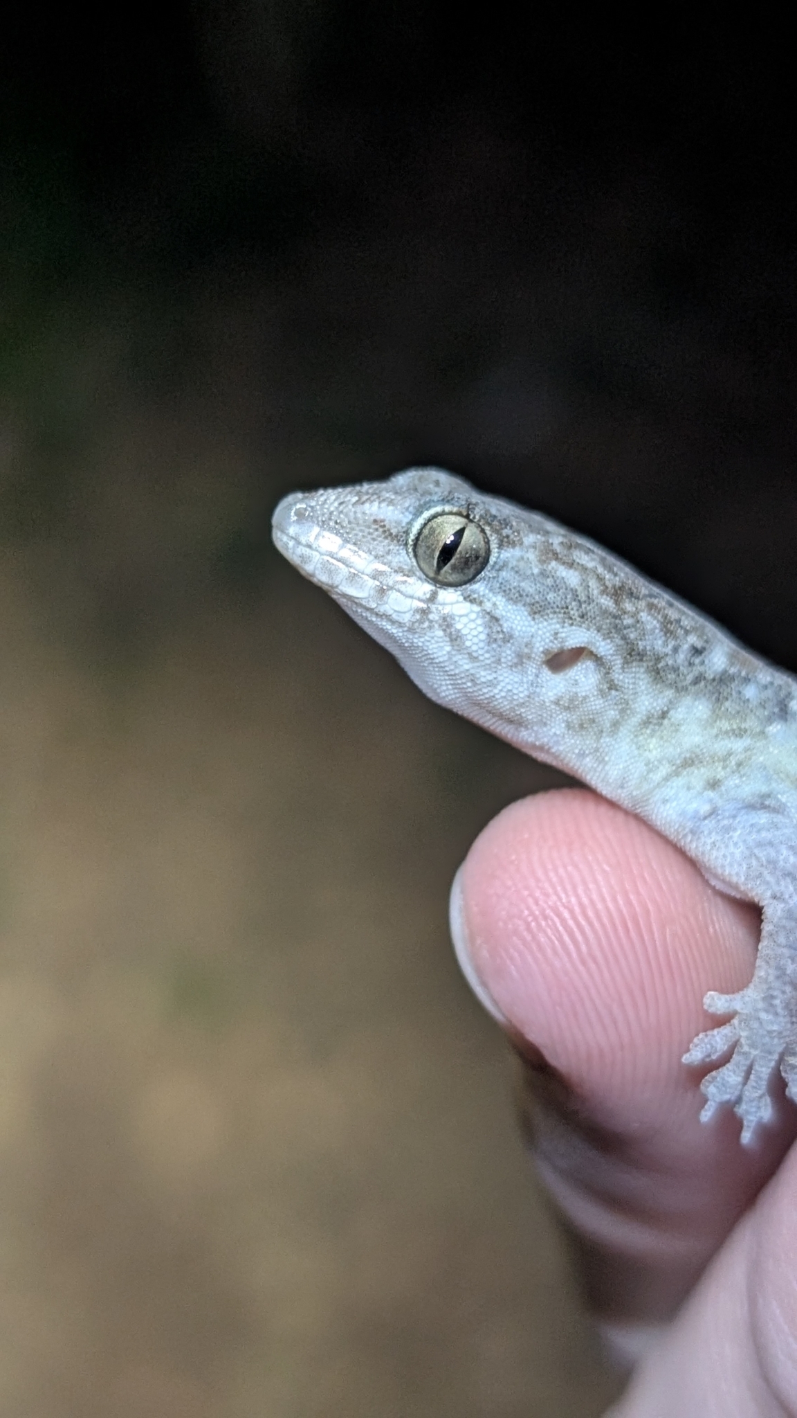 Hispaniolan Croaking Gecko photo 4