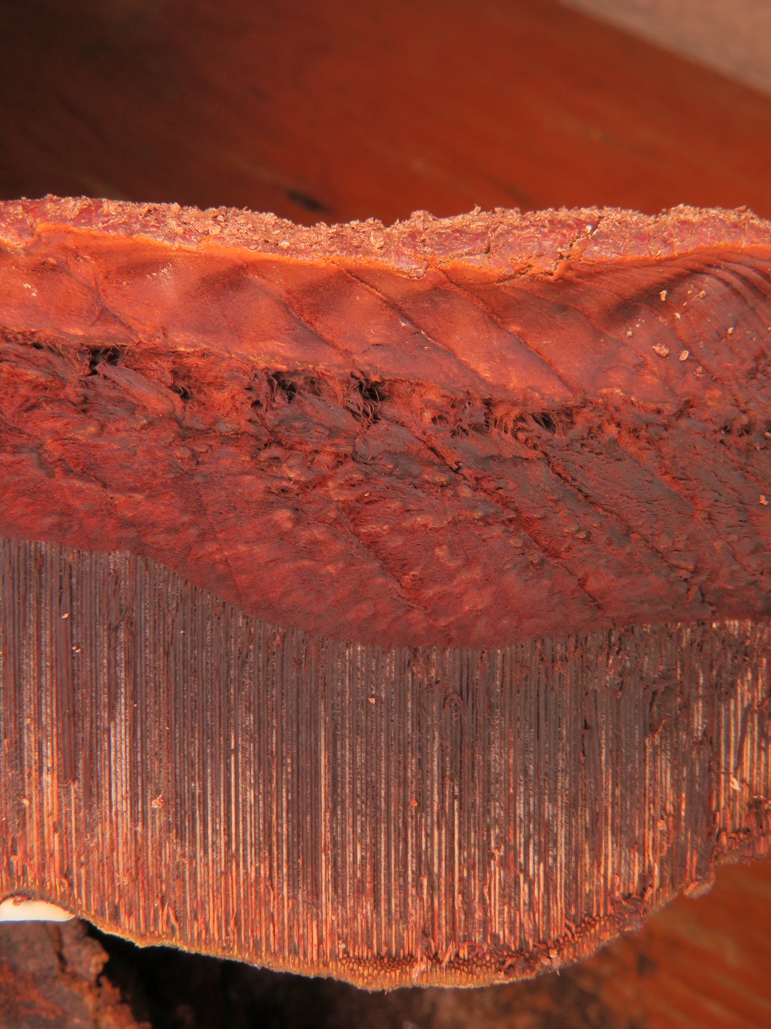 Ganoderma oerstedii image