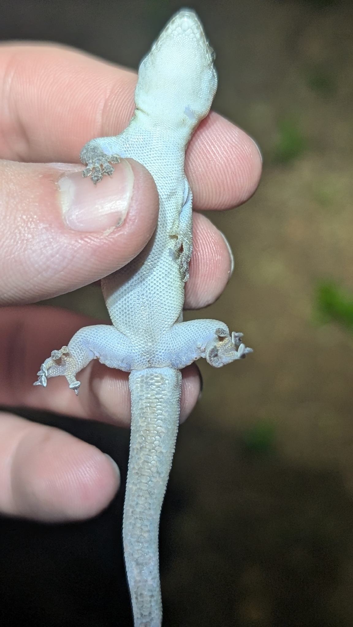 Hispaniolan Croaking Gecko photo 5