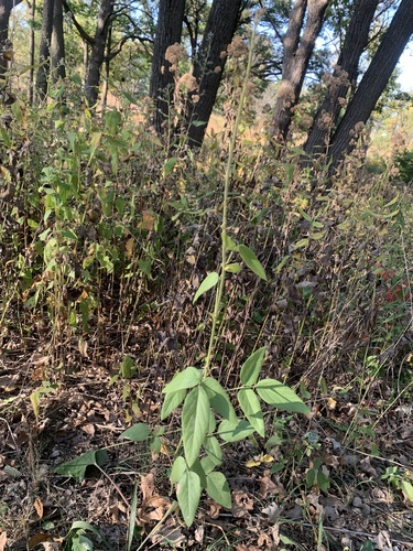 Illinois tick-trefoil (Desmodium illinoense)