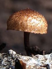 Tubariaceae