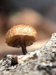 Tubariaceae