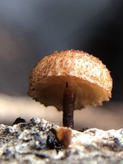 Tubariaceae