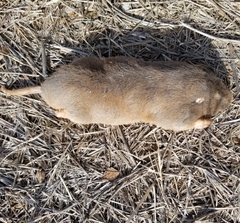 Geomys breviceps
