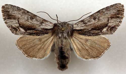 Hyppa indistincta
