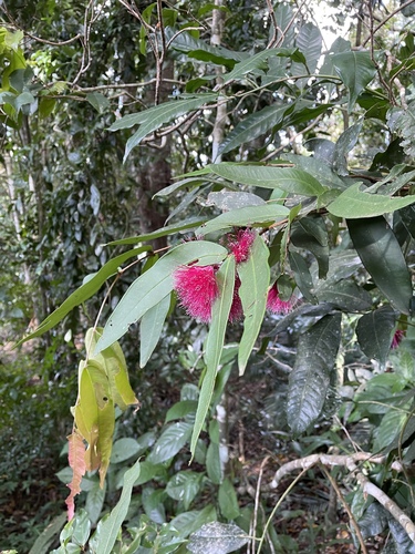 Glossy powder-puff (Syzygium wilsonii)