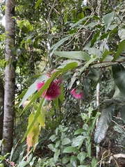 (c) bushmanjim, some rights reserved (CC BY-SA) Syzygium wilsonii, photograph (c) bushmanjim, some rights reserved (CC BY-SA)