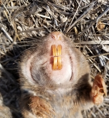 Geomys breviceps