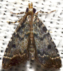 Sufetula carbonalis