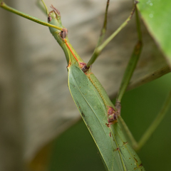 Tropidoderus gracilifemur