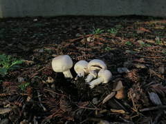 Agaricus californicus image