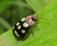 Alagoasa trifasciata