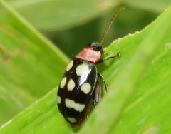 Alagoasa trifasciata