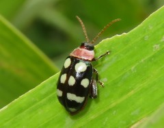 Alagoasa trifasciata