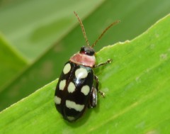 Alagoasa trifasciata