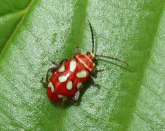 Omophoita annularis