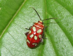 Omophoita annularis