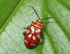 Omophoita annularis