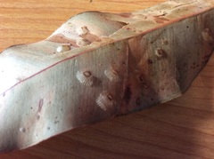 Cardiaspina fiscella