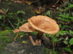 Panus strigellus