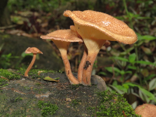 Panus strigellus