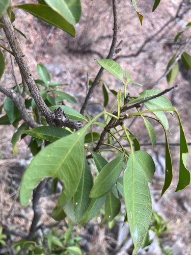 Rock White-Ironwood (Vepris reflexa)