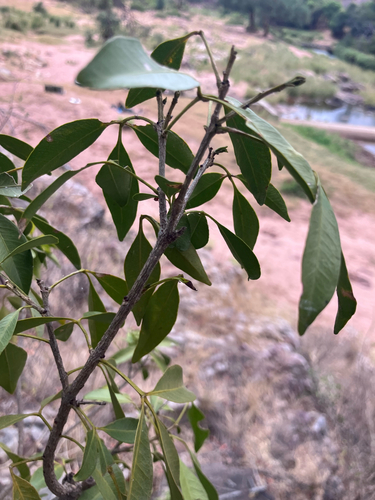Vepris reflexa, photograph 3