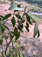 Vepris reflexa, photograph author not stated, no rights reserved