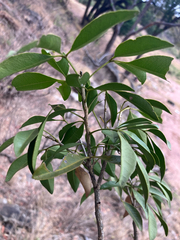 Vepris reflexa, photograph author not stated, no rights reserved