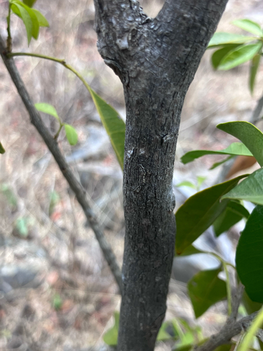 Vepris reflexa, photograph 5