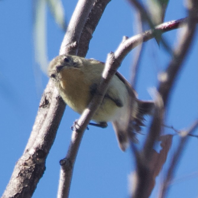 Acanthiza nana Vigors & Horsfield, 1827