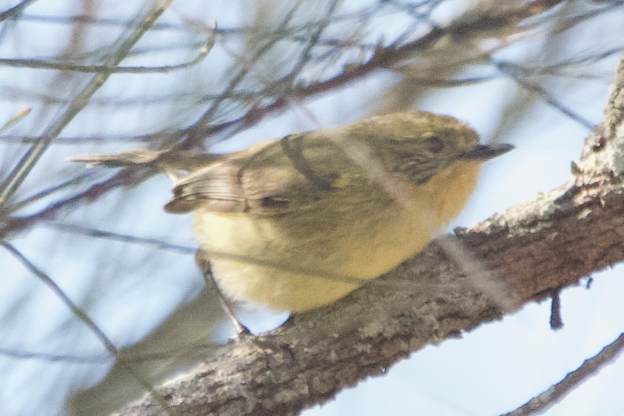 Acanthiza nana Vigors & Horsfield, 1827