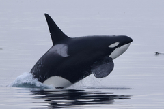 Killer Whale photo 3