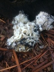 Daleomyces phillipsii