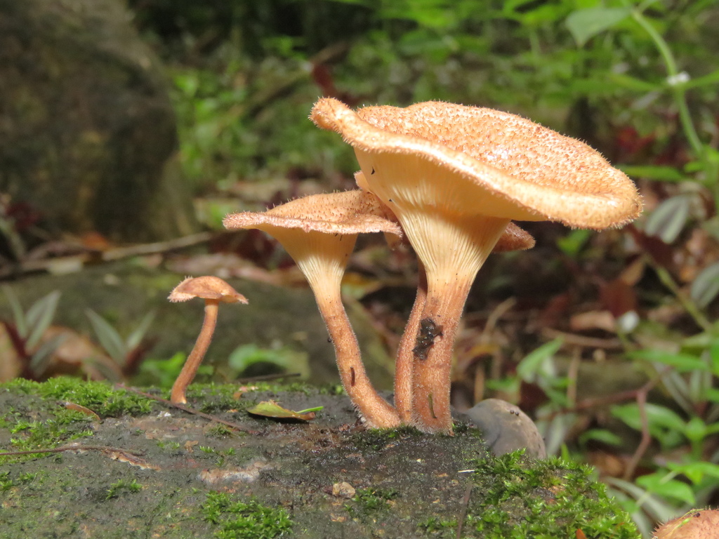 Panus strigellus · October 2018 · photo: © diogoluiz (iNaturalist, cc-by)