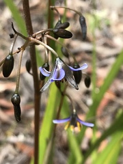 Hemerocallidoideae